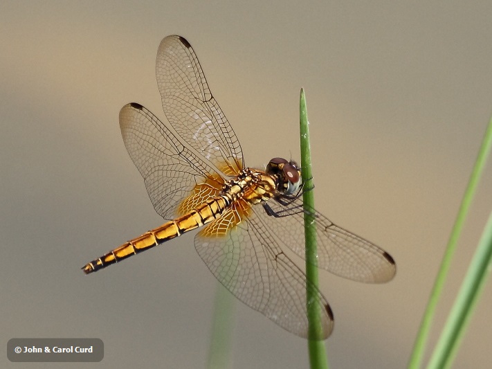 J01_1856 Trithemis aurora female.JPG